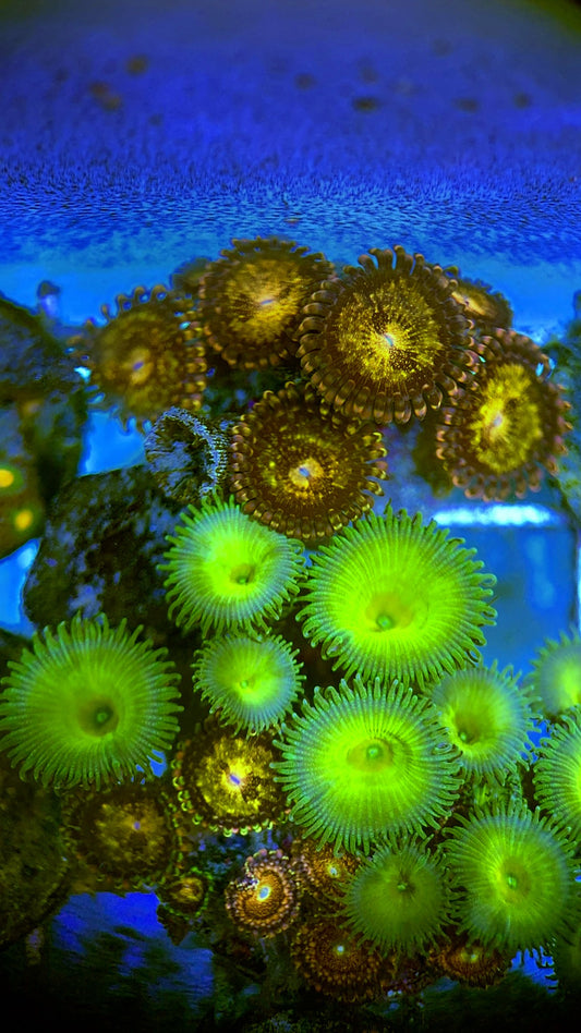 Zoas/Paly ZP060701 WYSIWYG