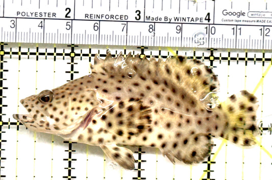 Panther Grouper PG052102 WYSIWYG Size: M 3.75" approx