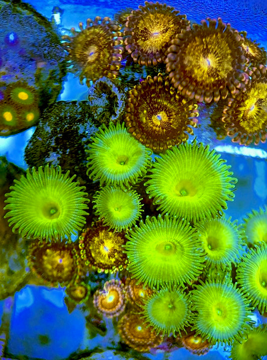 Zoas/Paly ZP060702 WYSIWYG