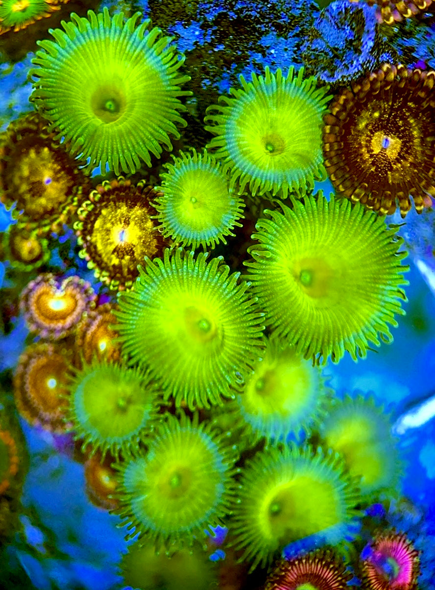 Zoas/Paly ZP060702 WYSIWYG