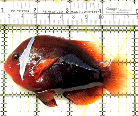 Cinnamon Clownfish CC052101 WYSIWYG Size: XXXL 4" approx