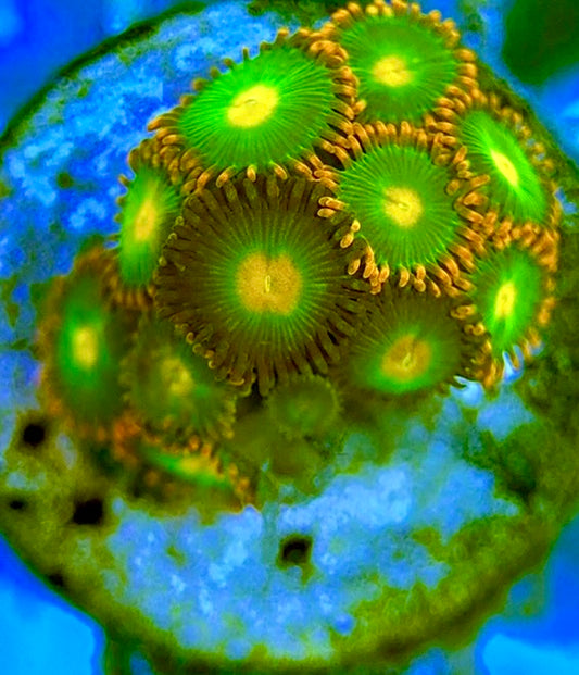 Zoas/Paly ZP060703 WYSIWYG