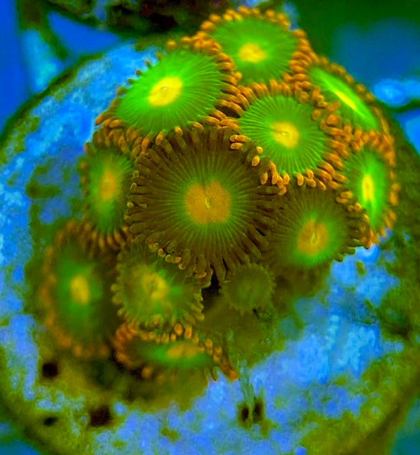 Zoas/Paly ZP060703 WYSIWYG