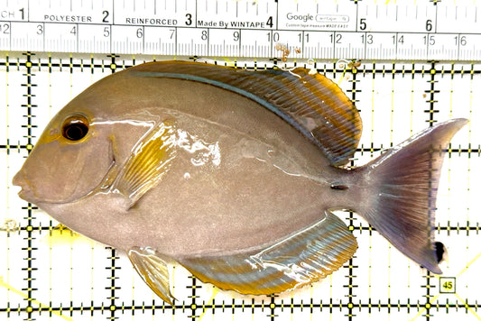 Yellow Fin Tang Fish YFTF052101 WYSIWYG Size: XL 5.75" approx