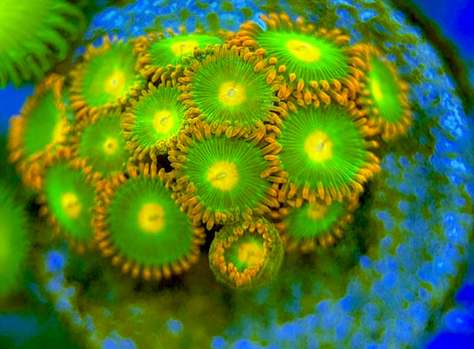 Zoas/Paly ZP060704 WYSIWYG