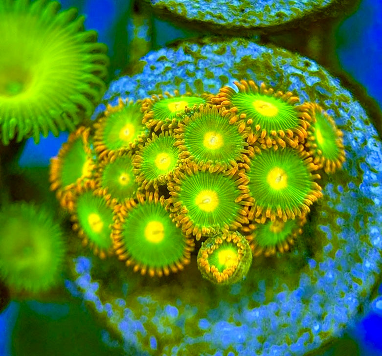 Zoas/Paly ZP060704 WYSIWYG