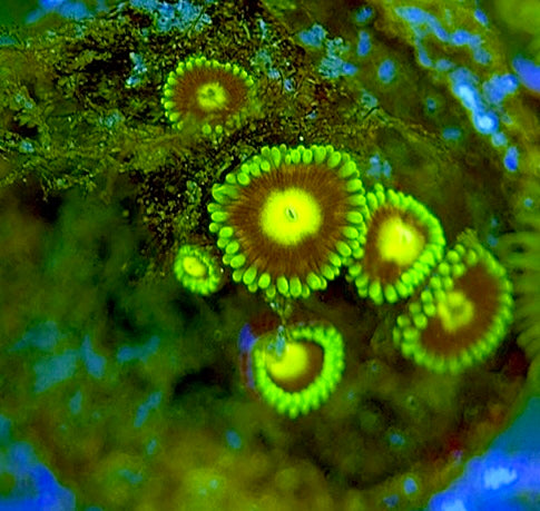 Zoas/Paly ZP060705 WYSIWYG