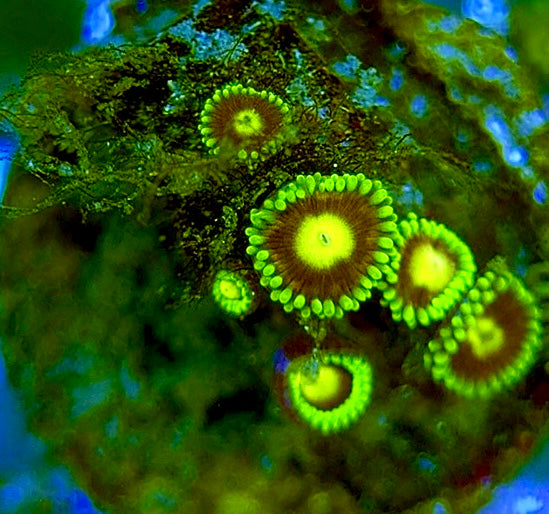 Zoas/Paly ZP060705 WYSIWYG