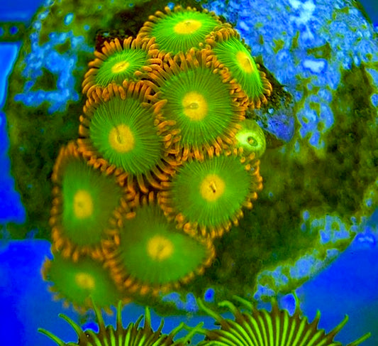 Zoas/Paly ZP060706 WYSIWYG