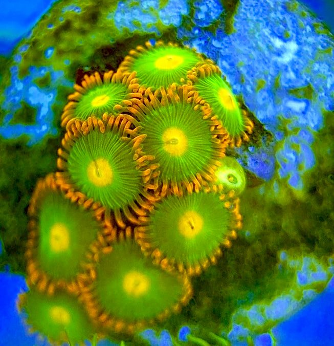 Zoas/Paly ZP060706 WYSIWYG