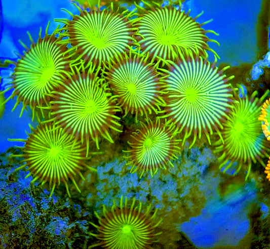 Zoas/Paly ZP060707 WYSIWYG