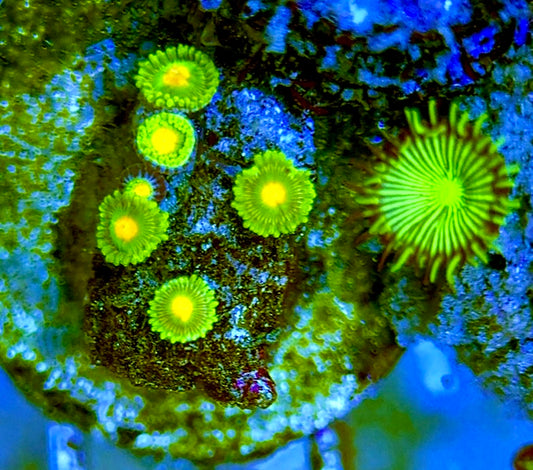 Zoas/Paly ZP060708 WYSIWYG