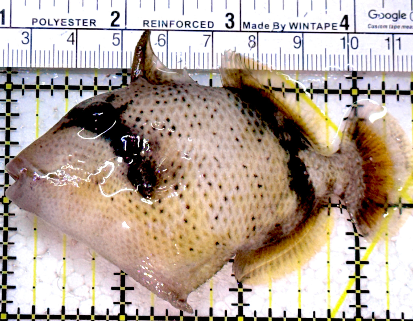 Titan Triggerfish TT052301 WYSIWYG Size: ML 3.5"approx