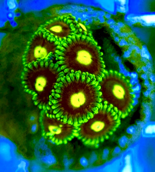 Zoas/Paly ZP060709 WYSIWYG