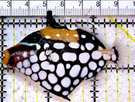 Clown Triggerfish CT052301 WYSIWYG Size: SM  3" approx