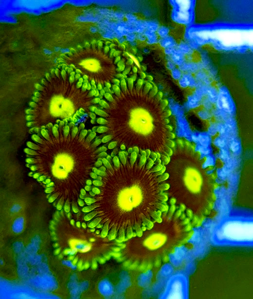 Zoas/Paly ZP060709 WYSIWYG