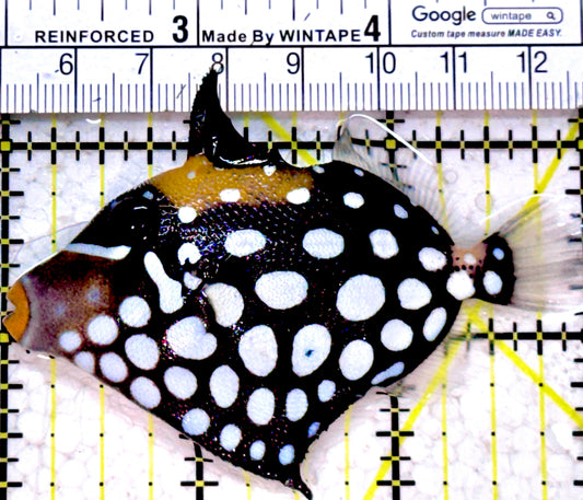 Clown Triggerfish CT052302 WYSIWYG Size: SM  3" approx