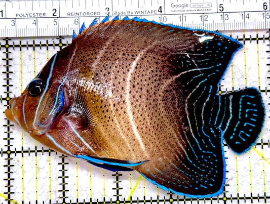 Koran Angelfish Juvenile KAJ052301 WYSIWYG Size: XL 4.75" approx