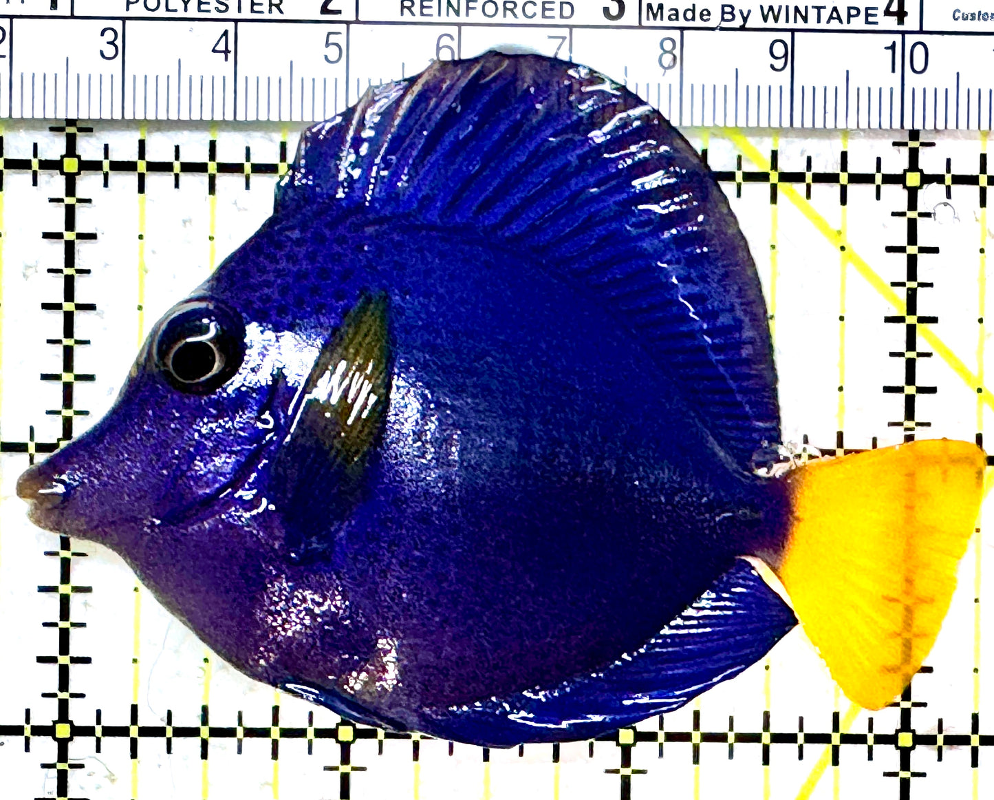 Purple Tang PT052301 WYSIWYG Size: M 3.25" approx
