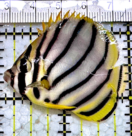 Meyer's Butterflyfish MB052301 WYSIWYG Size: S  2" approx