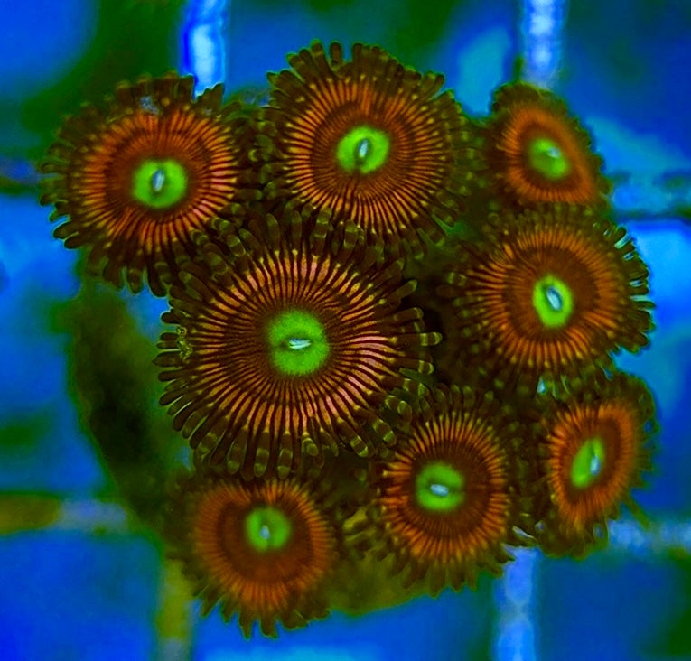 Zoas/Paly ZP060703 WYSIWYG