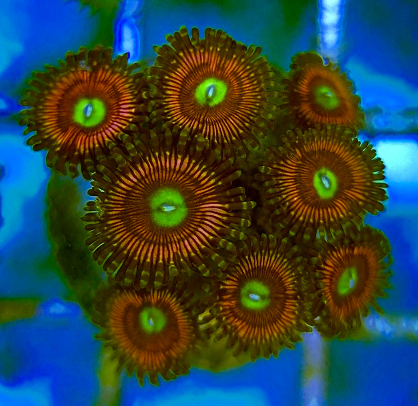 Zoas/Paly ZP060703 WYSIWYG