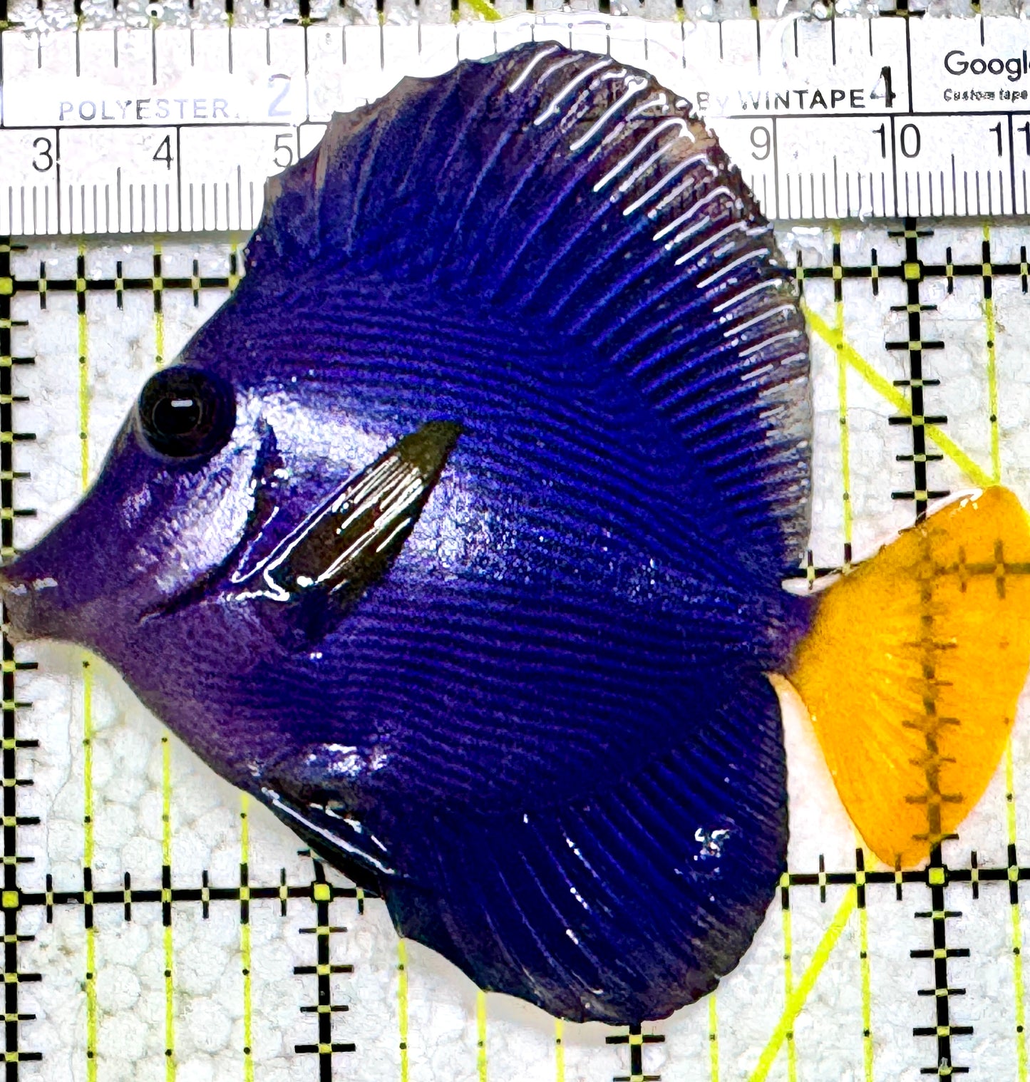 Purple Tang PT052302 WYSIWYG Size: M 3.25" approx