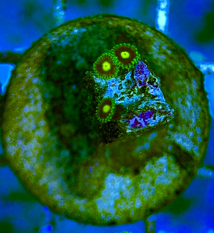 Zoas/Paly ZP060704 WYSIWYG