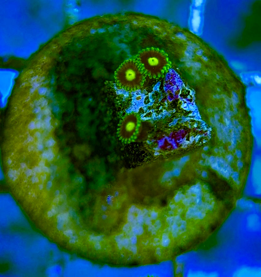 Zoas/Paly ZP060704 WYSIWYG