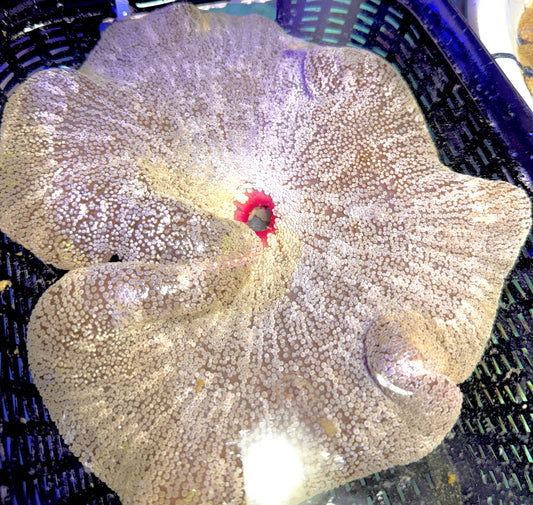 Green Carpet Anemone (Haddoni) GCA062702 WYSIWYG Size: SHOW XXL 10" and above approx