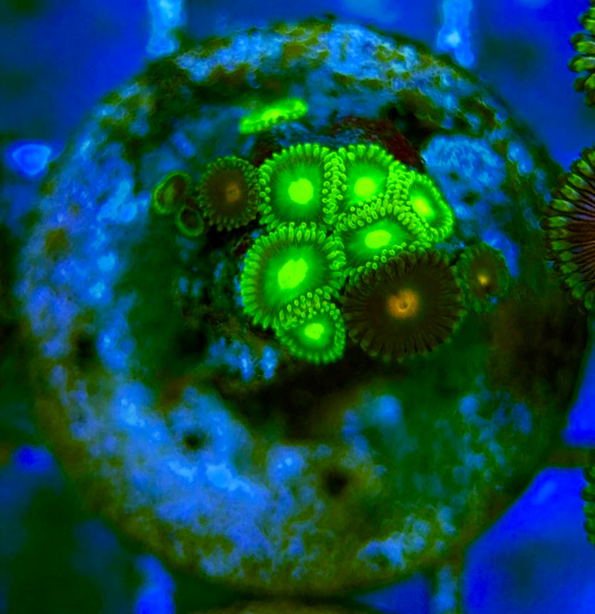 Zoas/Paly ZP060706 WYSIWYG
