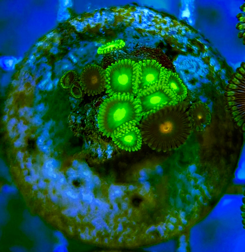 Zoas/Paly ZP060706 WYSIWYG