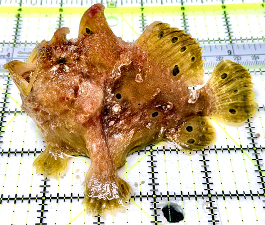 Yellow Pink Warty Angler YPWA041904 WYSIWYG Size: L 5"