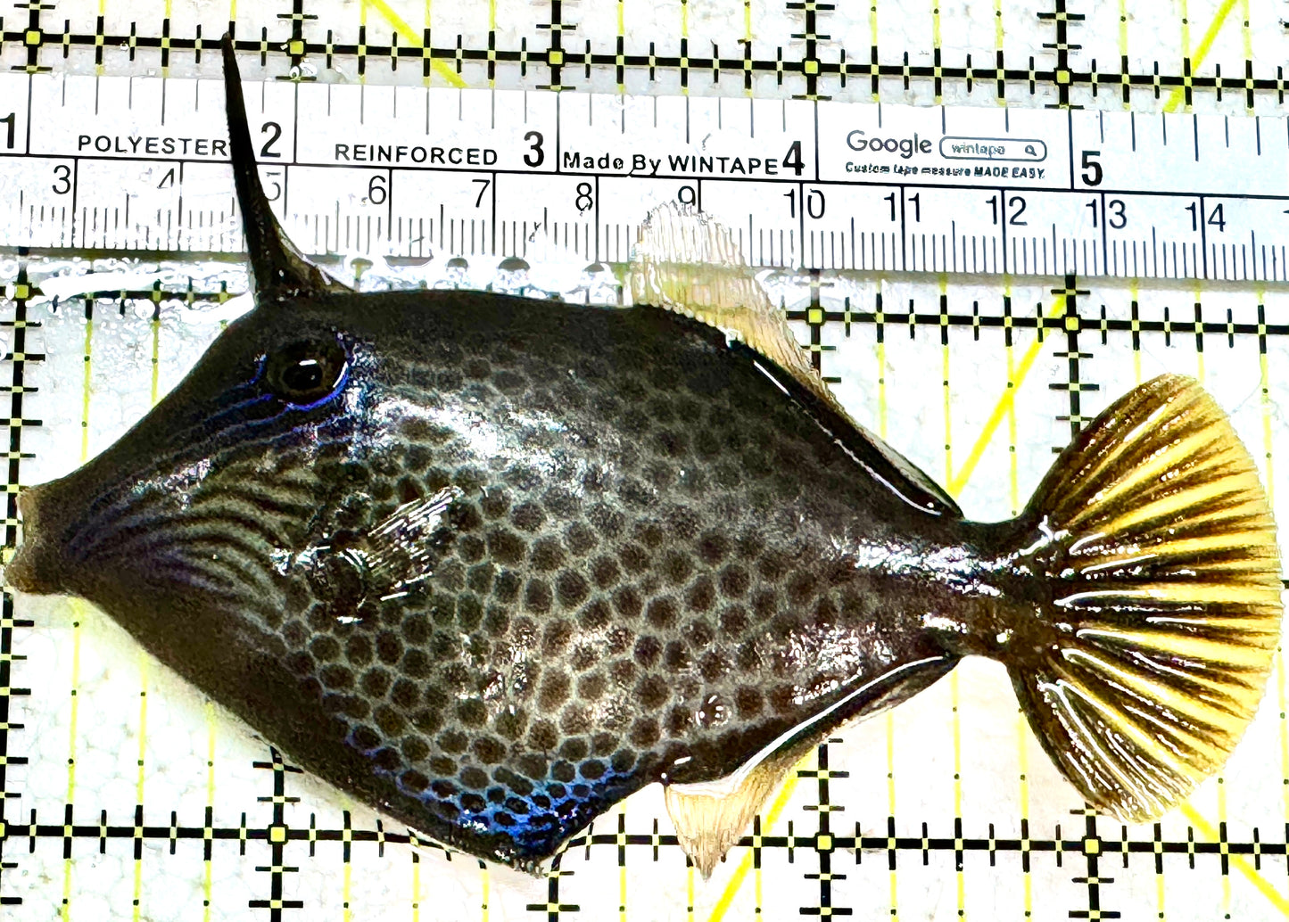 Honeycomb Filefish HF052301 WYSIWYG Size: XL 4.75" approx