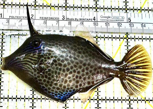 Honeycomb Filefish HF052301 WYSIWYG Size: XL 4.75" approx