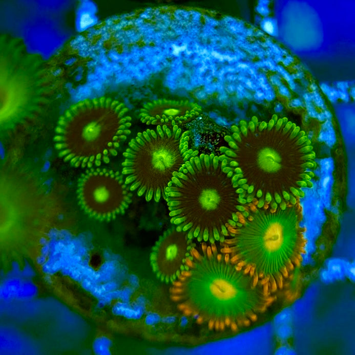 Zoas/Paly ZP060707 WYSIWYG