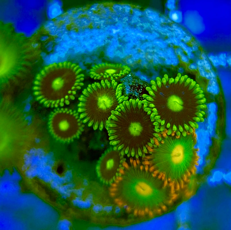 Zoas/Paly ZP060707 WYSIWYG