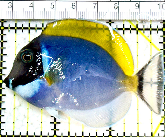 Powder Blue Tang (Maldives)  PBT052301 WYSIWYG Size: S  3" approx
