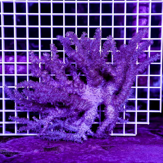 West Australia Colt Coral Mother Colony WACCMC072901 WYSIWYG
