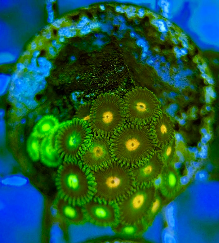 Zoas/Paly ZP060708 WYSIWYG