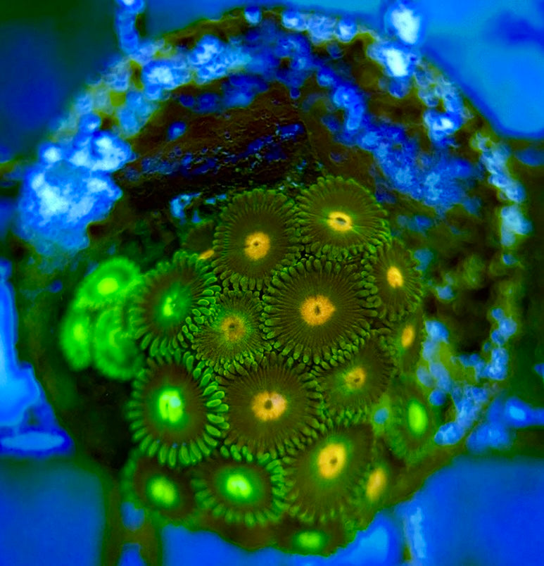 Zoas/Paly ZP060708 WYSIWYG