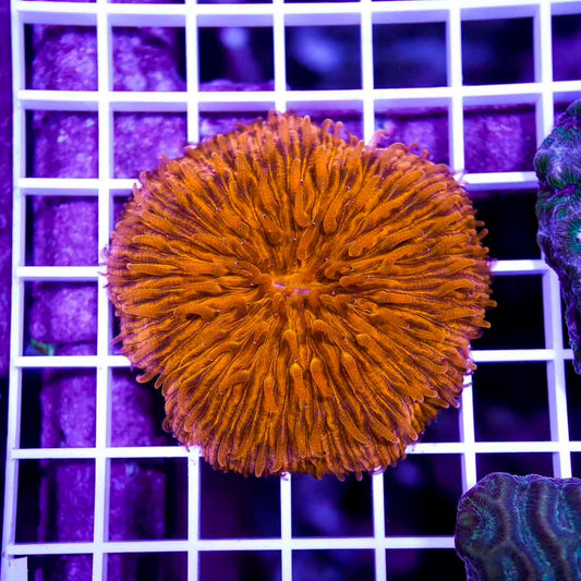 Met Orange Fungia Mother Colony MOFMC072901 WYSIWYG