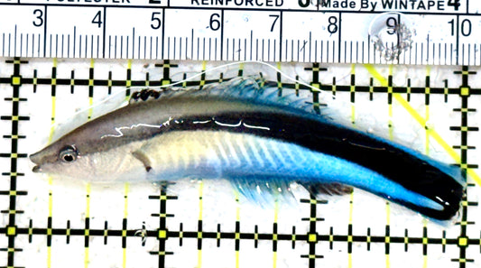 Blue Cleaner Wrasse BCW052301 WYSIWYG Size: XL 3” approx