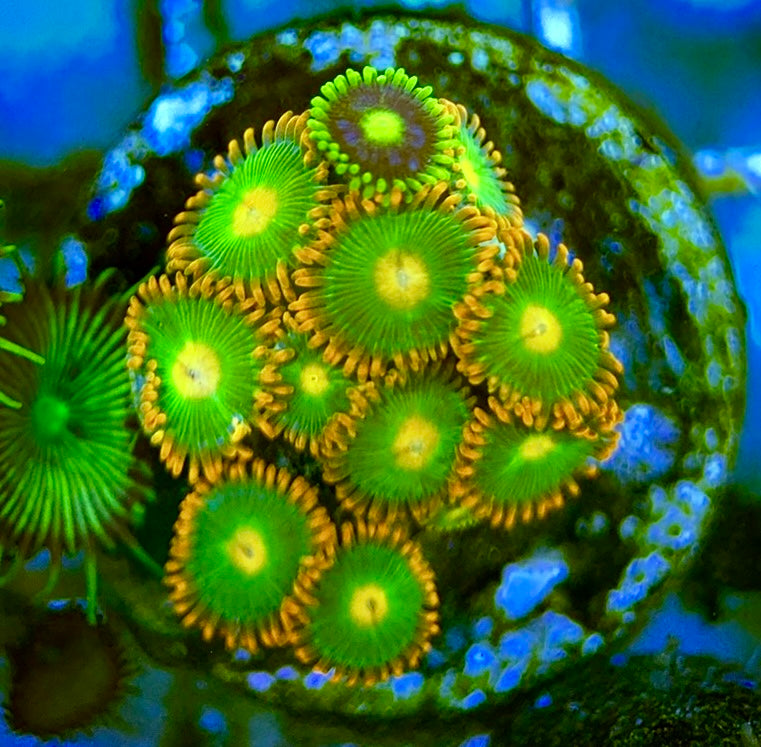 Zoas/Paly ZP060709 WYSIWYG