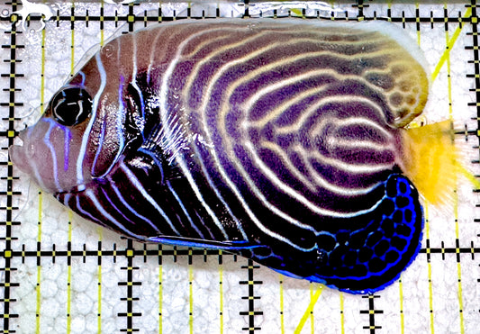 Emperor Angelfish Juvenile/(May be Transition)EAJ052301 WYSIWYG Size: XL 4" approx