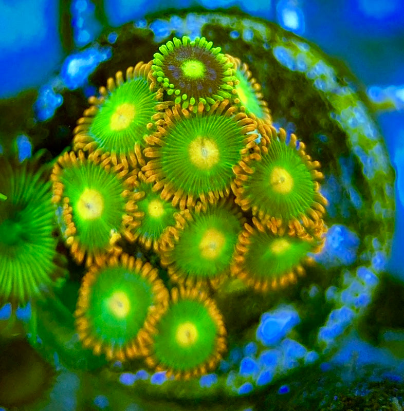 Zoas/Paly ZP060709 WYSIWYG