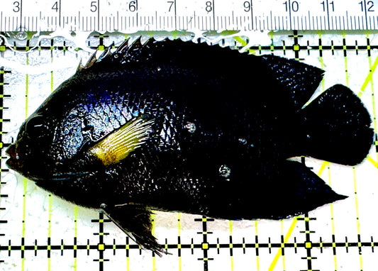 Yellow Fin Tang Fish YFTF 052301 WYSIWYG Size: M 3.75"approx