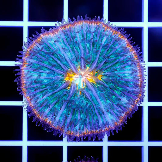 Ultra Aussie Fungia Mother Colony UAFMC072901 WYSIWYG