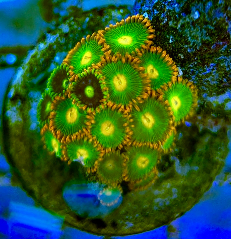 Zoas/Paly ZP0607010 WYSIWYG