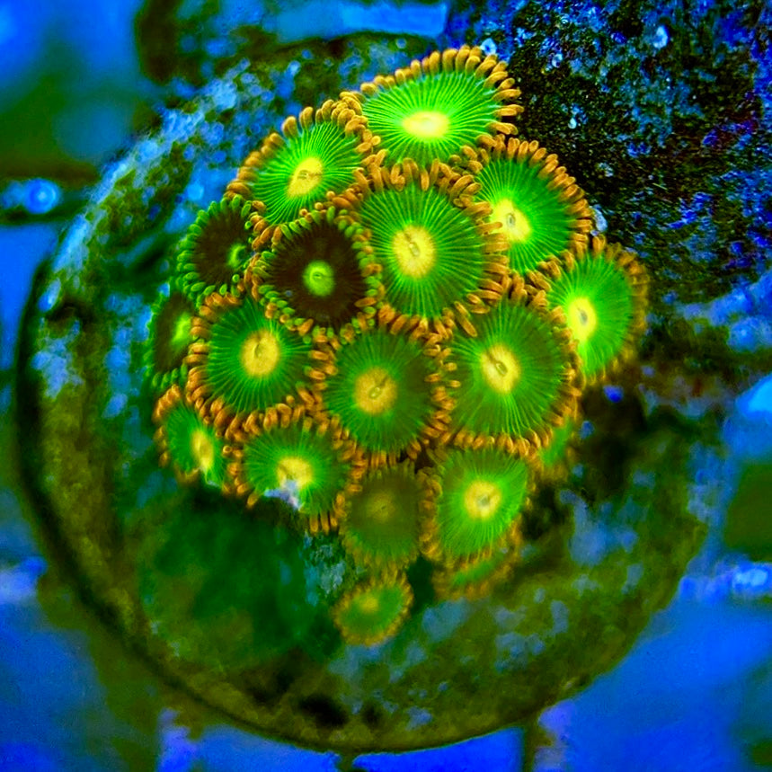 Zoas/Paly ZP0607010 WYSIWYG